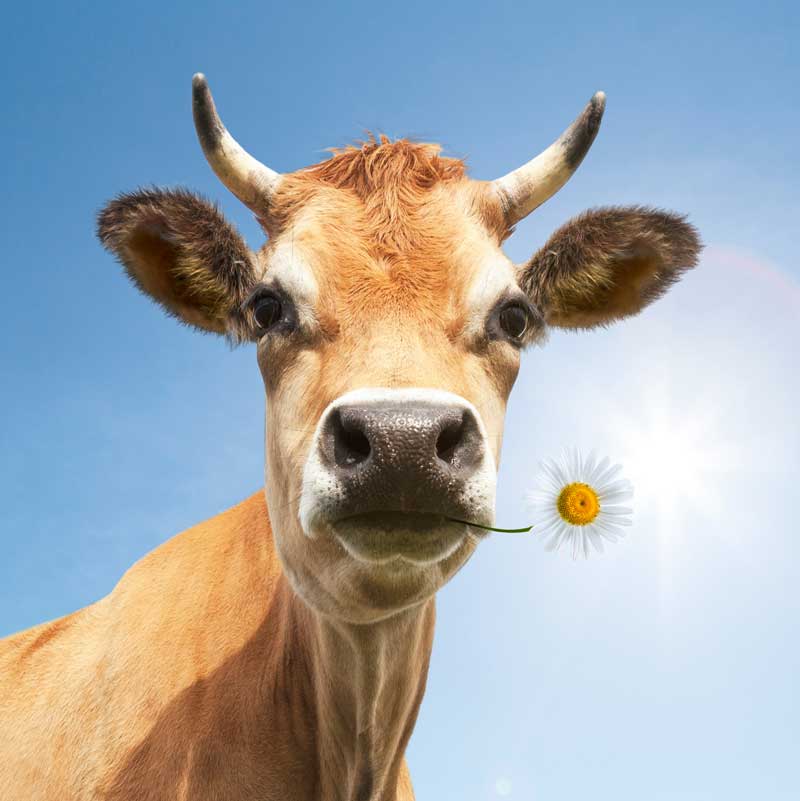 vaca